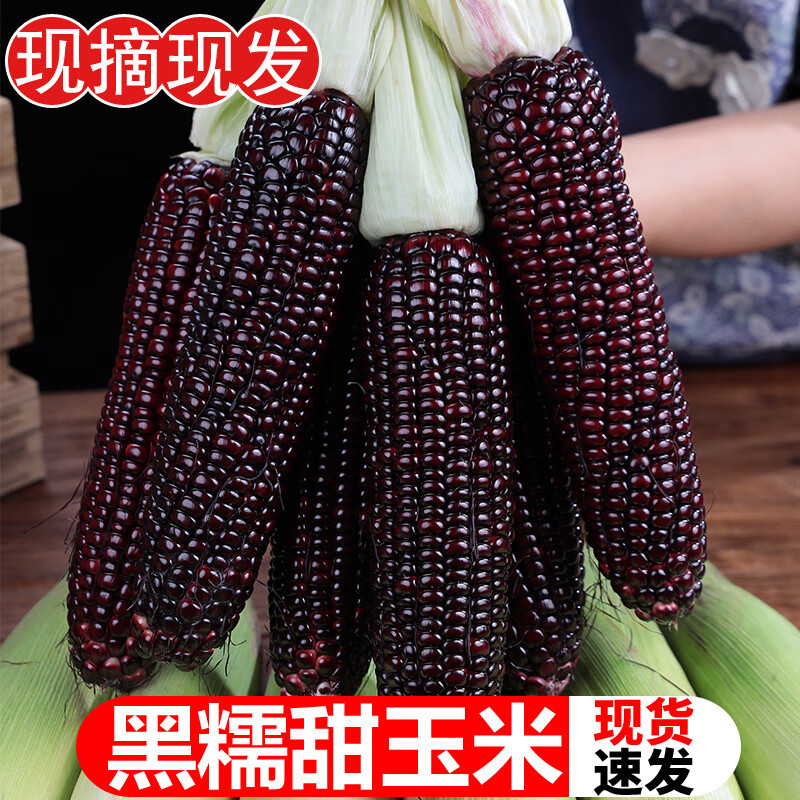 Fresh Black Glutinous Corn 5kg Freshly Picked Seasonal Whole Box of Black Sweet Glutinous Corn Tender Meal Replacement Corn Vegetable Free Shipping