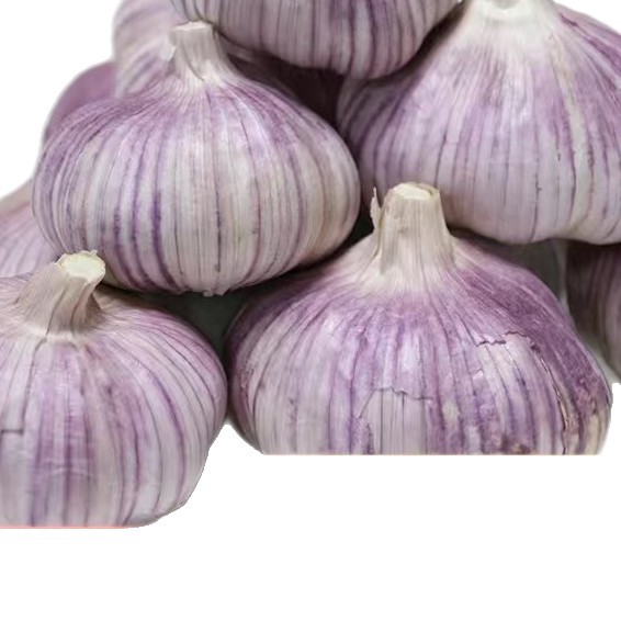 Shandong Garlic Red Head Wholesale Purple Skin Jinxiang Garlic Large Dry Price Reduction Fresh Garlic