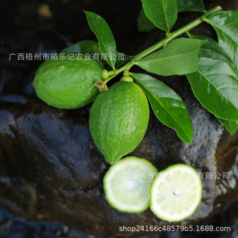 [Direct Shipment from Origin] Guangdong Perfume Lemon Milk Tea Shop Hand-Made Seedless Green First-Grade Fruit, Direct Shipment from Guangxi Lemon