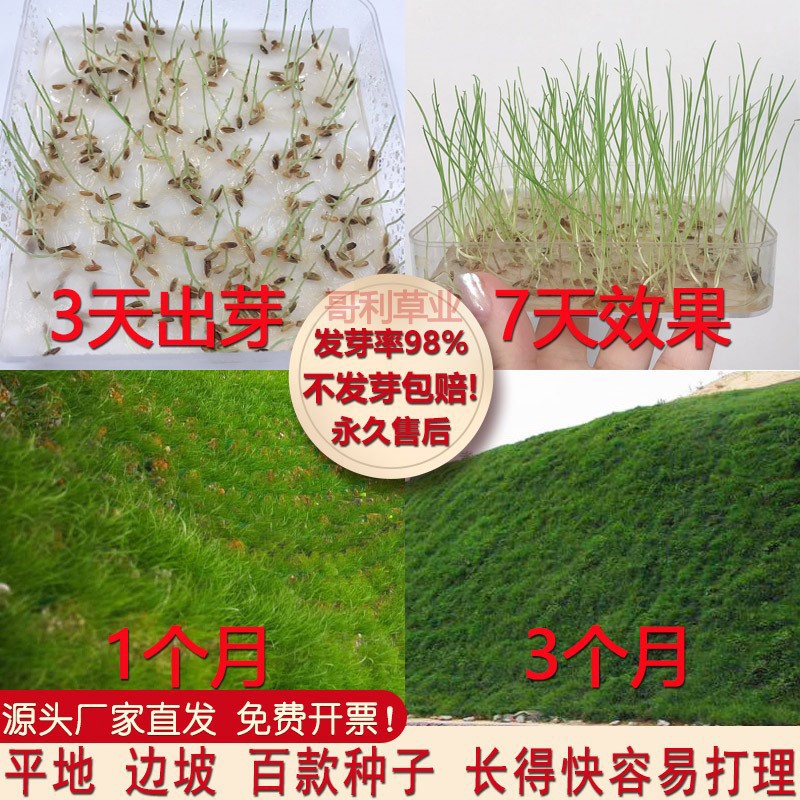 Семена травы для защиты склона, семена газона, семена травы для укрепления склона, байси райграс, бермудская трава, корень собачьего зуба