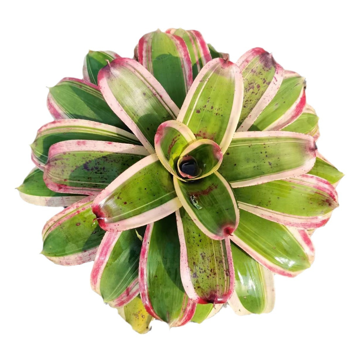 Water Pineapple Water and Land Tank Rainforest Tank Reptile Landscaping Colorful Potted Soilless Cultivation Ecological Landscape Microscopic Plants