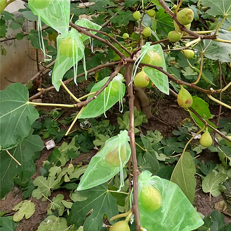 Wholesale Fruit Bagging, Special Bagging for Breeding Strawberries and Peaches, Gardening Orchard Bird-Proof Nylon Insect-Proof Mesh Bag