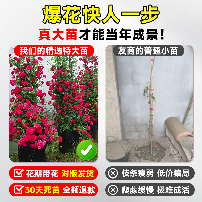 Mahogany Fragrant Flower Seedlings, Climbing Plants, Blooming in All Seasons, Sweet Yellow and White Wood Fragrant Flower Seedlings, Flower Saplings, Courtyard Potted Plants