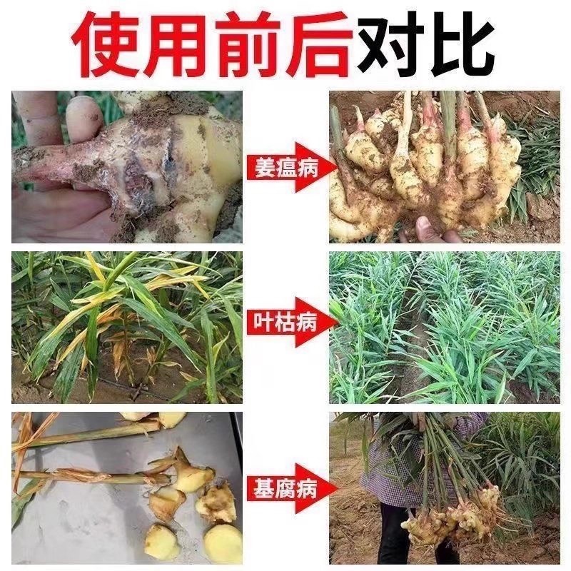 Ginger Distemper, Ginger, Ginger Distemper, Root Rot, Green Dead Disease, Ginger Fungicide, Rotten Neck Disease, Stem-Based Rot
