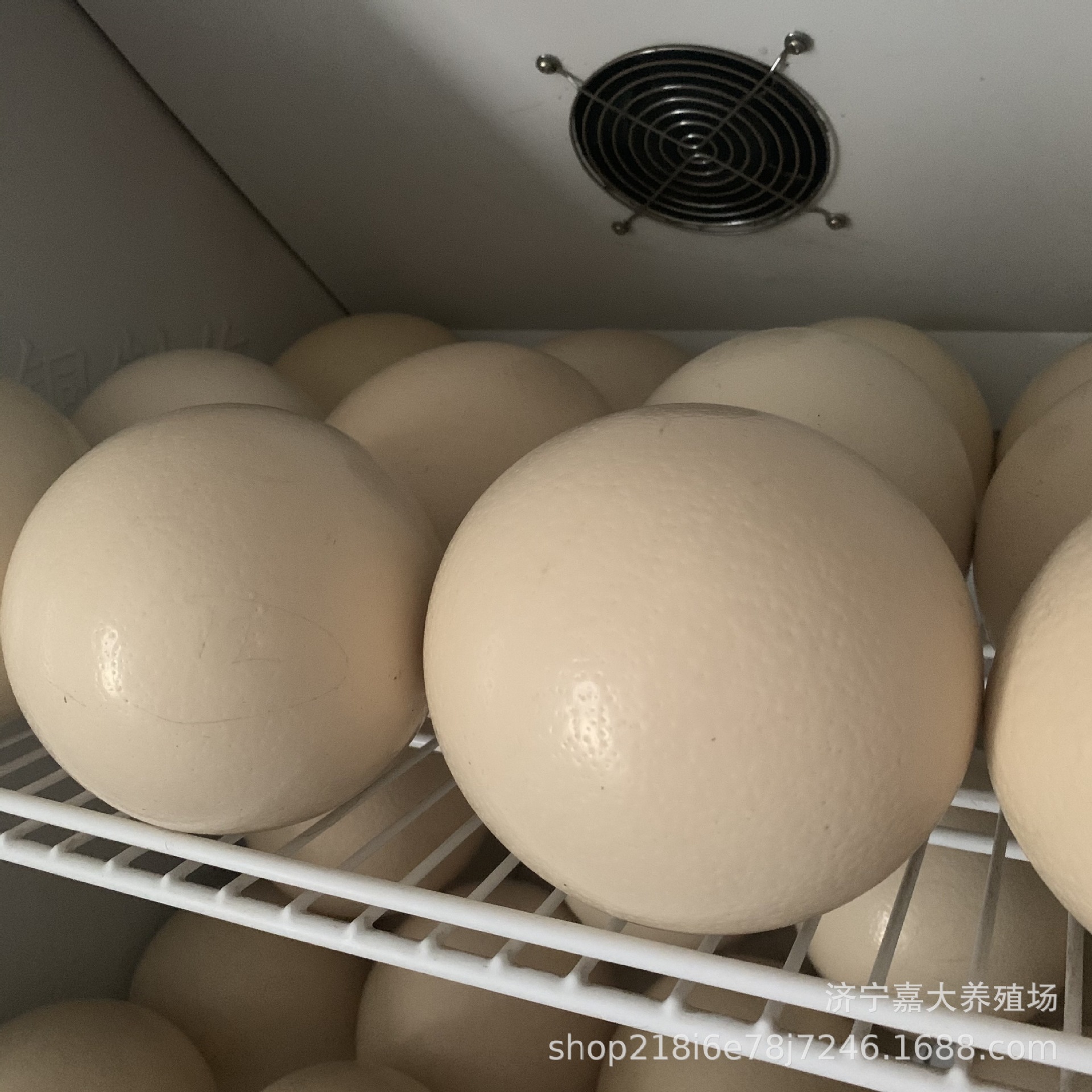 Where to Buy Ostrich Eggs and Ostrich Meat? How Much Does a Live Ostrich Chick Cost? Adult Ostriches for Viewing in Scenic Spots