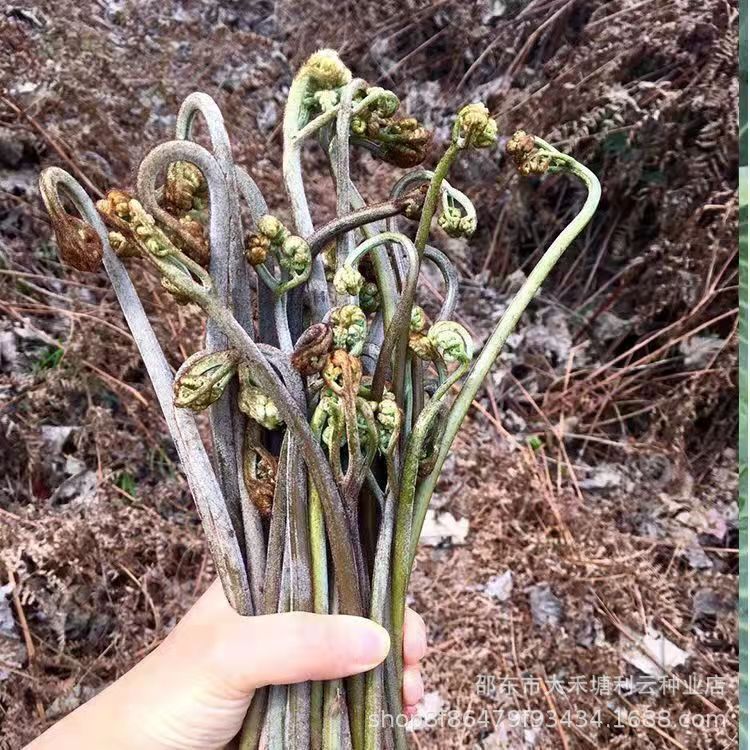 Семена дикой папоротниковой, сырые папоротники, овощи Руй, дикие горные овощи, семена папоротника