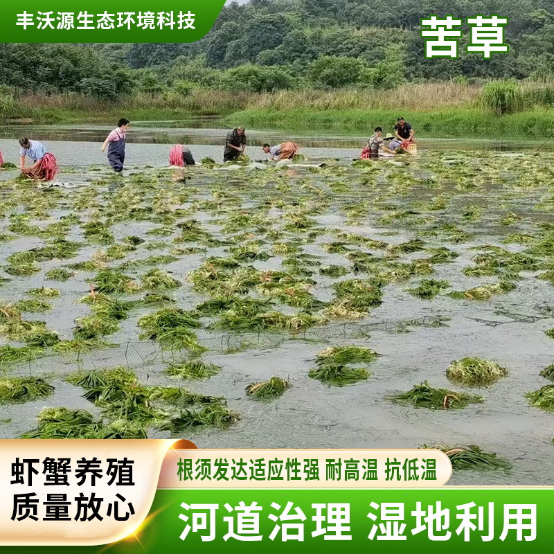 Водные растения для очистки воды: каламус, акорус, угревидная трава, водяная лилия, карликовые шипы, вечнозеленые саженцы и подводные растения для посадки