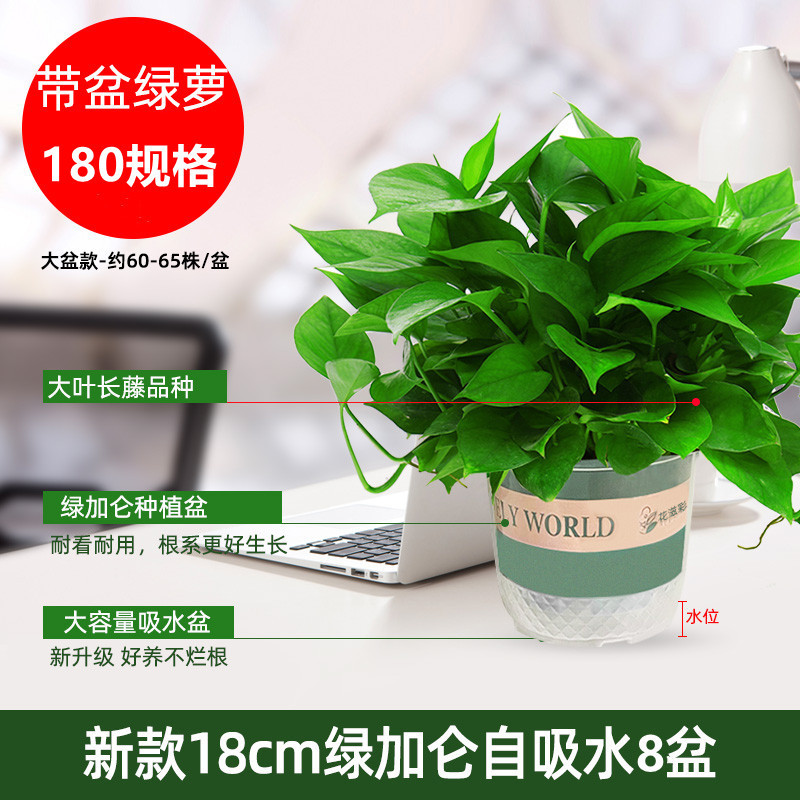Green Radish Hydroponic Indoor Formaldehyde-Absorbing Green Plant Hydroponic Plant Long Vine Spider Orchid Evolution Air Green Radish Potted Plant Wholesale