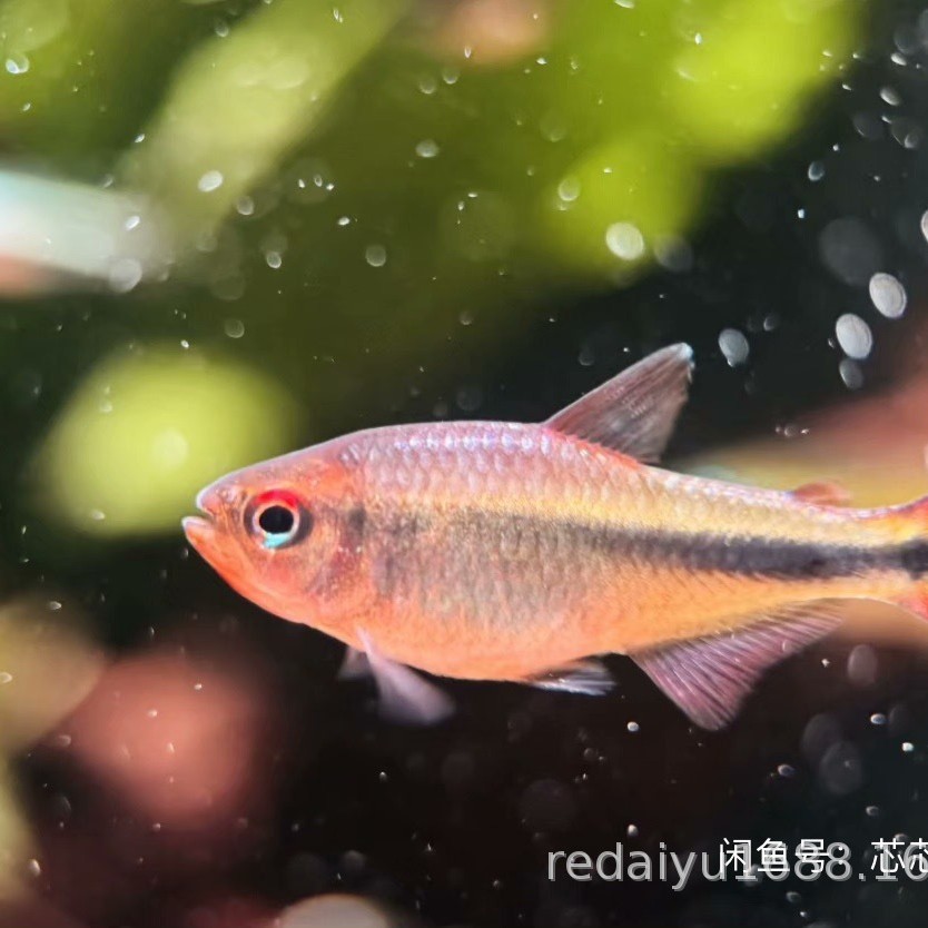 Shanghai Tropical Fish Wholesale South America Small Lampfish Violet Devil Lamp