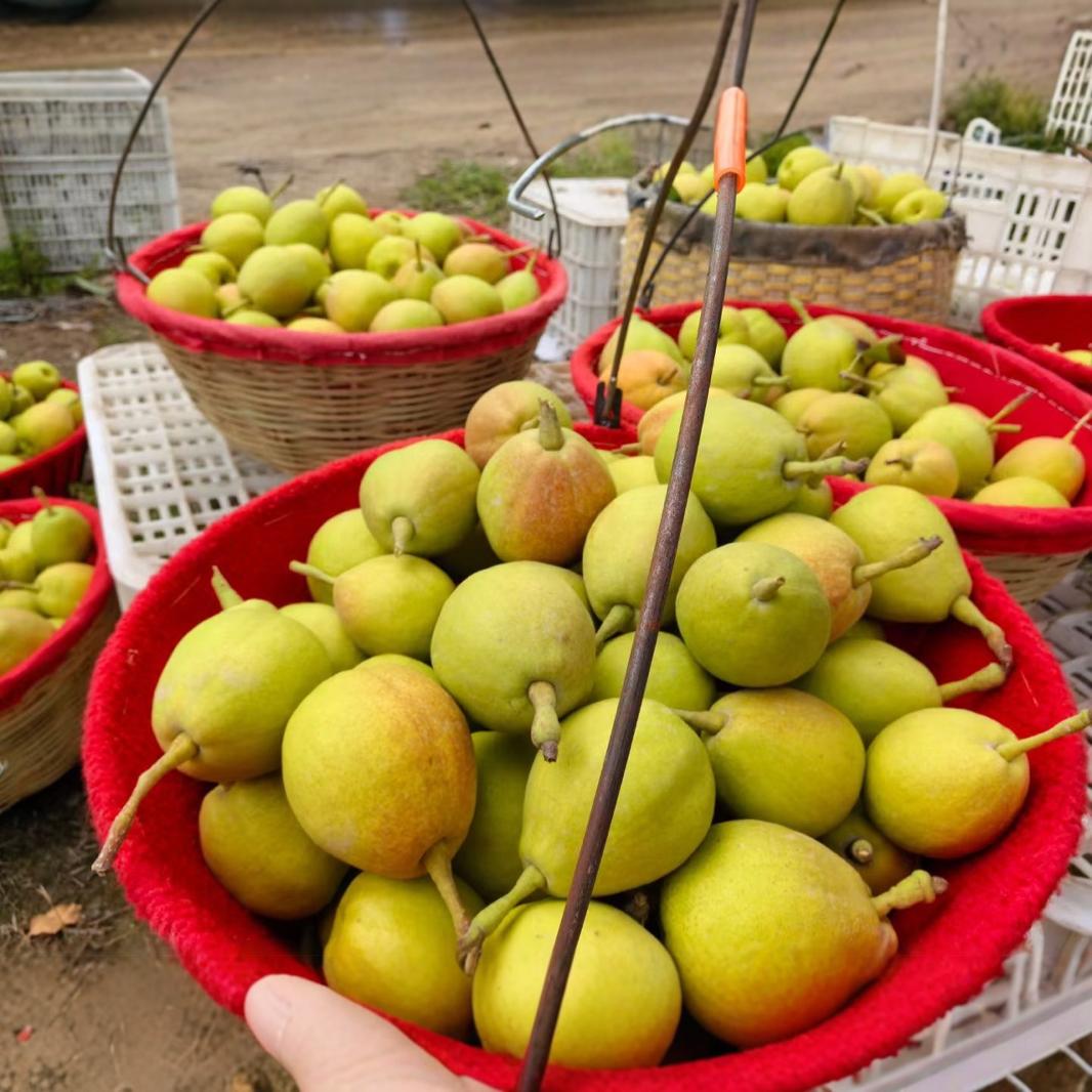 Wholesale Xinjiang Korla Fragrant Pears, Fresh Seasonal Fruit for Pregnant Women, Large Mother Pears, Fresh Whole Box, 4.5kg Direct from Origin