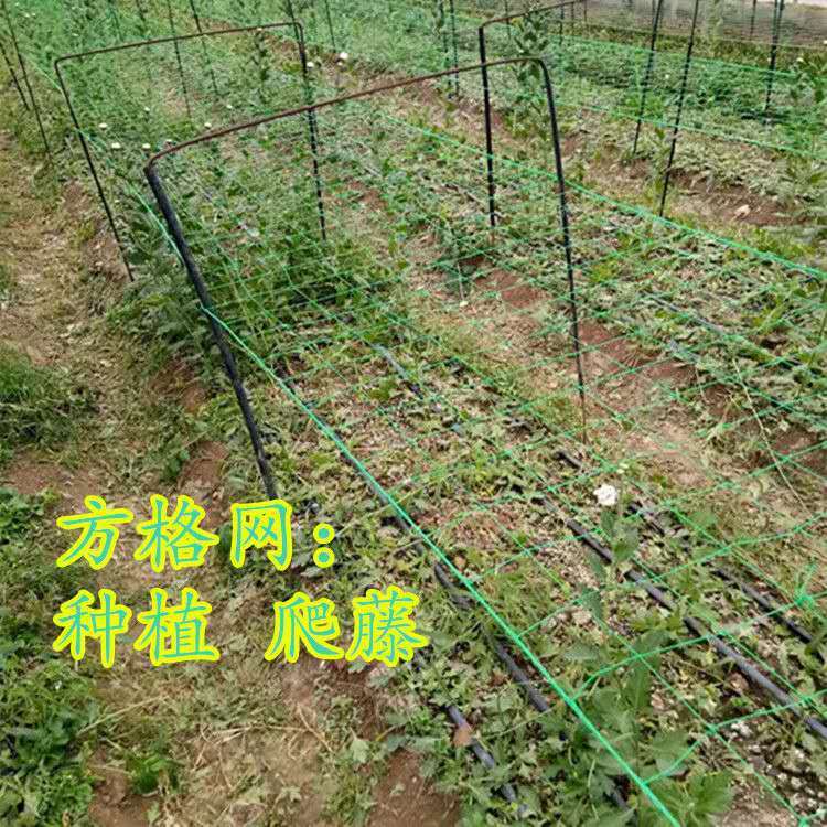 Greenhouse planting square net onion chrysanthemum net planting garlic yellow celery Dendrobium Yam anti-fall net climbing net manufacturer
