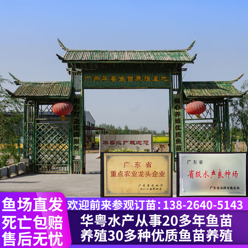 Bream Fry, Wuchang Fish Fry, Triangular Edge Fish, Freshwater Cultured Edible Flat Fish Fry, Amblystoma Tigris Live Fish Feed Wholesale