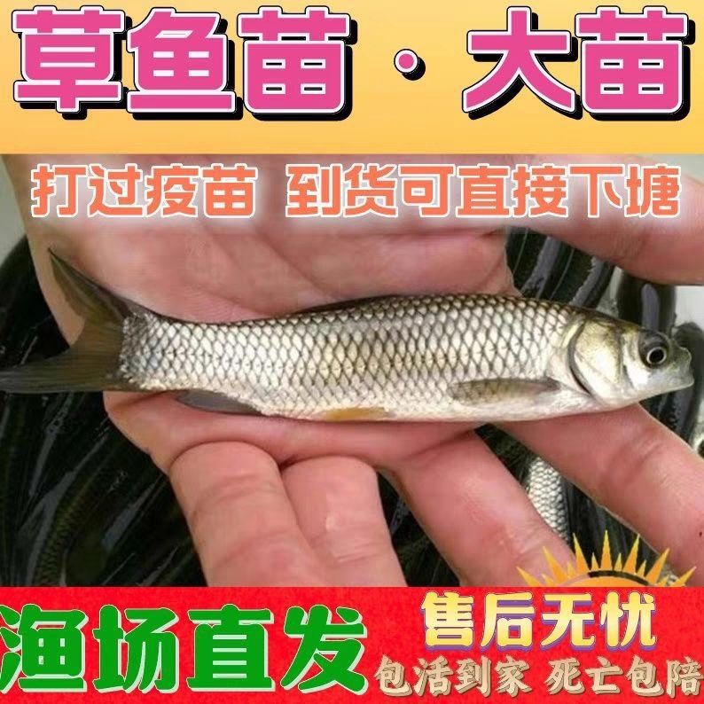 Large-Sized Grass Carp Fry, White Grass Carp Fry, Small Grass Carp Fry, Live Fish, Freshwater, Easy to Raise, Grass Carp Fry, Fresh and Fresh