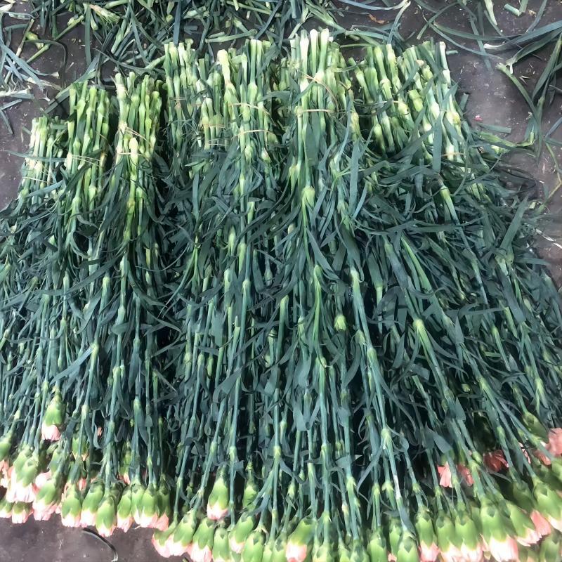 Fresh Cut Carnations Wholesale from Yunnan Base, Direct Delivery to Flower Shops, Suitable for Home Arrangements, Mother's Day, and Teacher's Day Bouquet Combinations