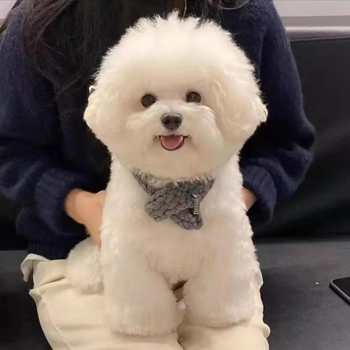 Оптовая продажа щенков бишон фризе, мини-собаки, живые щенки, домашние собаки, чистокровные собаки, маленькие собаки, игрушечные собаки