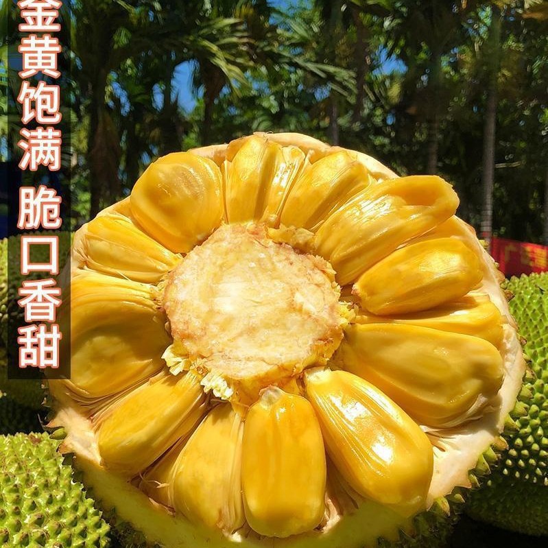 Seasonal Fresh Fruit from Hainan Sanya, Yellow-Fleshed Jackfruit, 20kg Whole Jackfruit, Free Shipping, Red Grade 2
