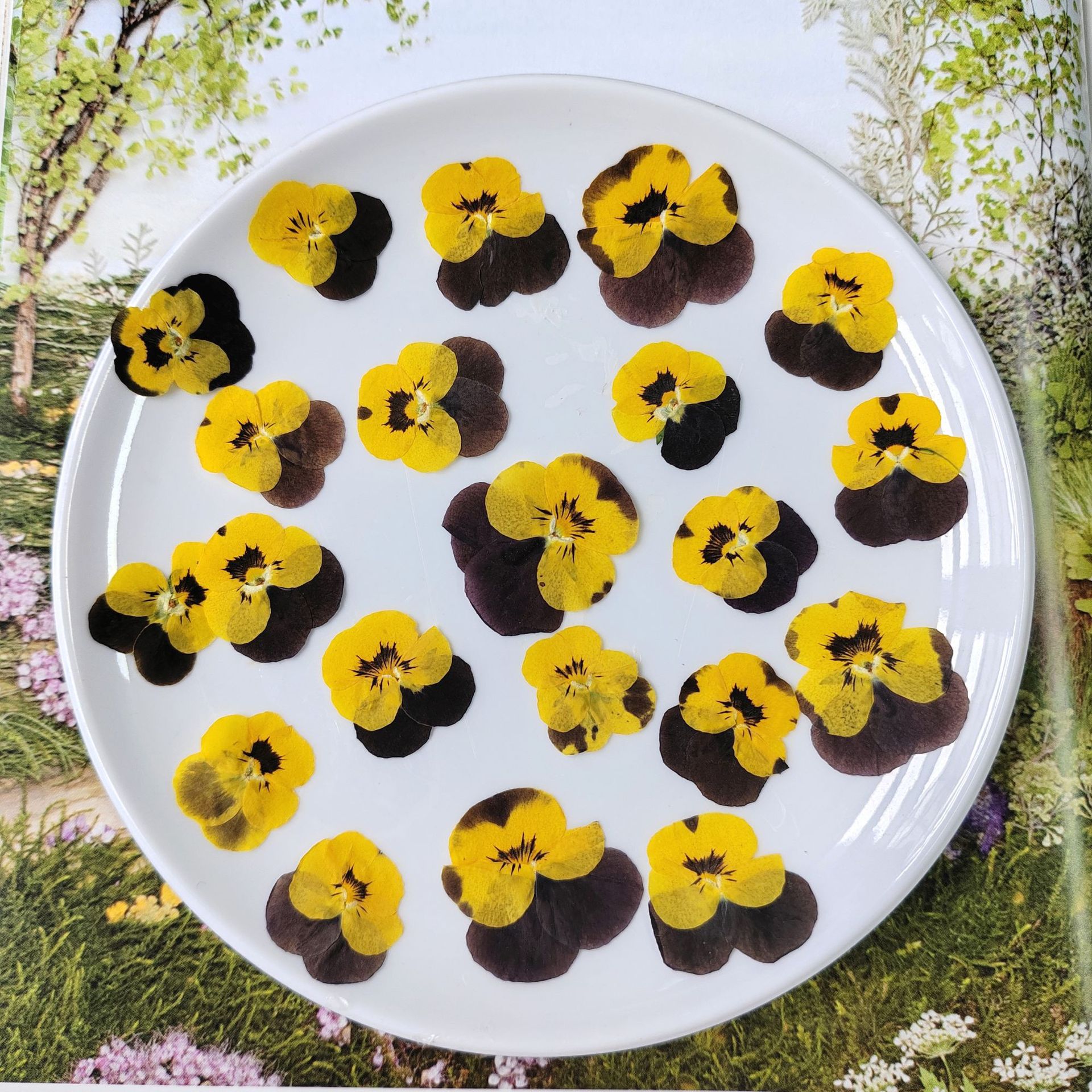 Viola Odorata Embossed Dried Flower Specimen DIY Bookmark Greeting Card Mobile Phone Case Glue Material Fan Table Lamp Sticker