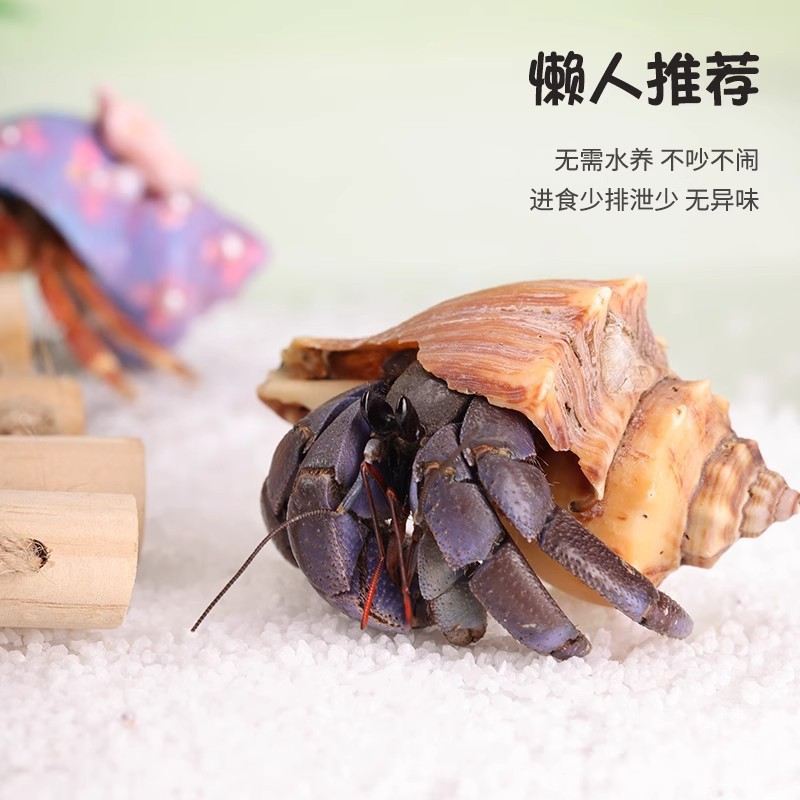 Little Bean Hermit Crab Pet Live Hermit Crab Ornamental Crab Gift Crab Children's Day Gift Desktop Cute Pet
