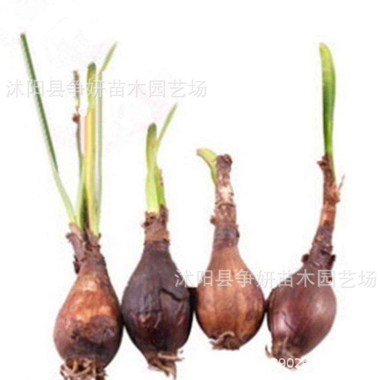 Wholesale of Flower Bulbs on the Other Side, Manzhu Shahua Potted Plants, Flower Bulbs on the Other Side, Lycoris Flowers, Indoor Florals for All Seasons