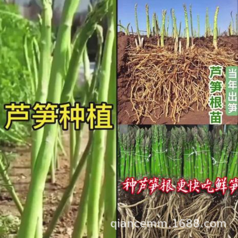 Asparagus Seedlings Root Seedlings Three-Year-Old Asparagus Root Seedlings Asparagus Vegetable Seedlings Courtyard Four-Season Planting Perennial Balcony Potted Plants