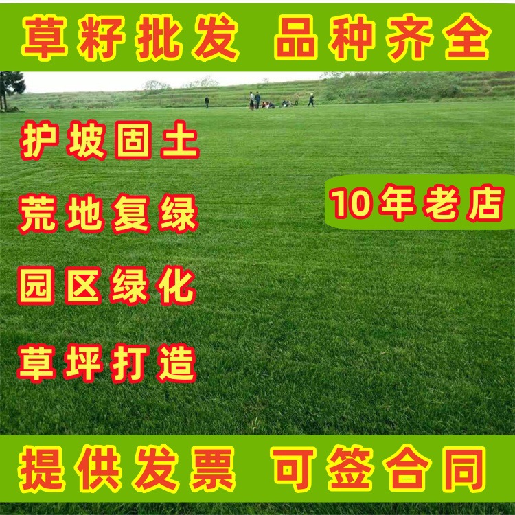 Lawn Seeds, Slope Protection, Grass Seeds, Ryegrass, Tall Fescue, Dwarf Four-Season Green Bermudagrass, Carpet Grass, Drought-Resistant Echinochloa Frumentacea