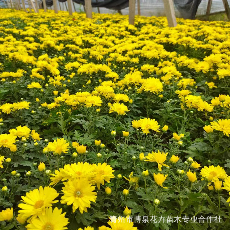 Оптовая база хризантемы на Национальный день, двухцветные горшечные саженцы, аренда цветочных композиций на фестиваль цветов