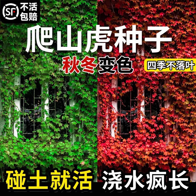 Саженцы семян плюща, не лиственные семена травы, вьющиеся растения, саженцы тигра для стен, семена на три-пять листьев в четырёх сезонах