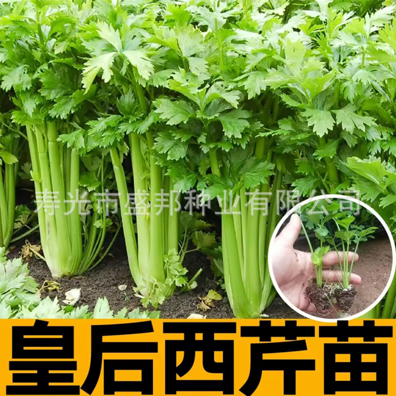 plug-tray celery seedling celery seedling queen/belle celery seedling plucking celery seedling root celery seedling