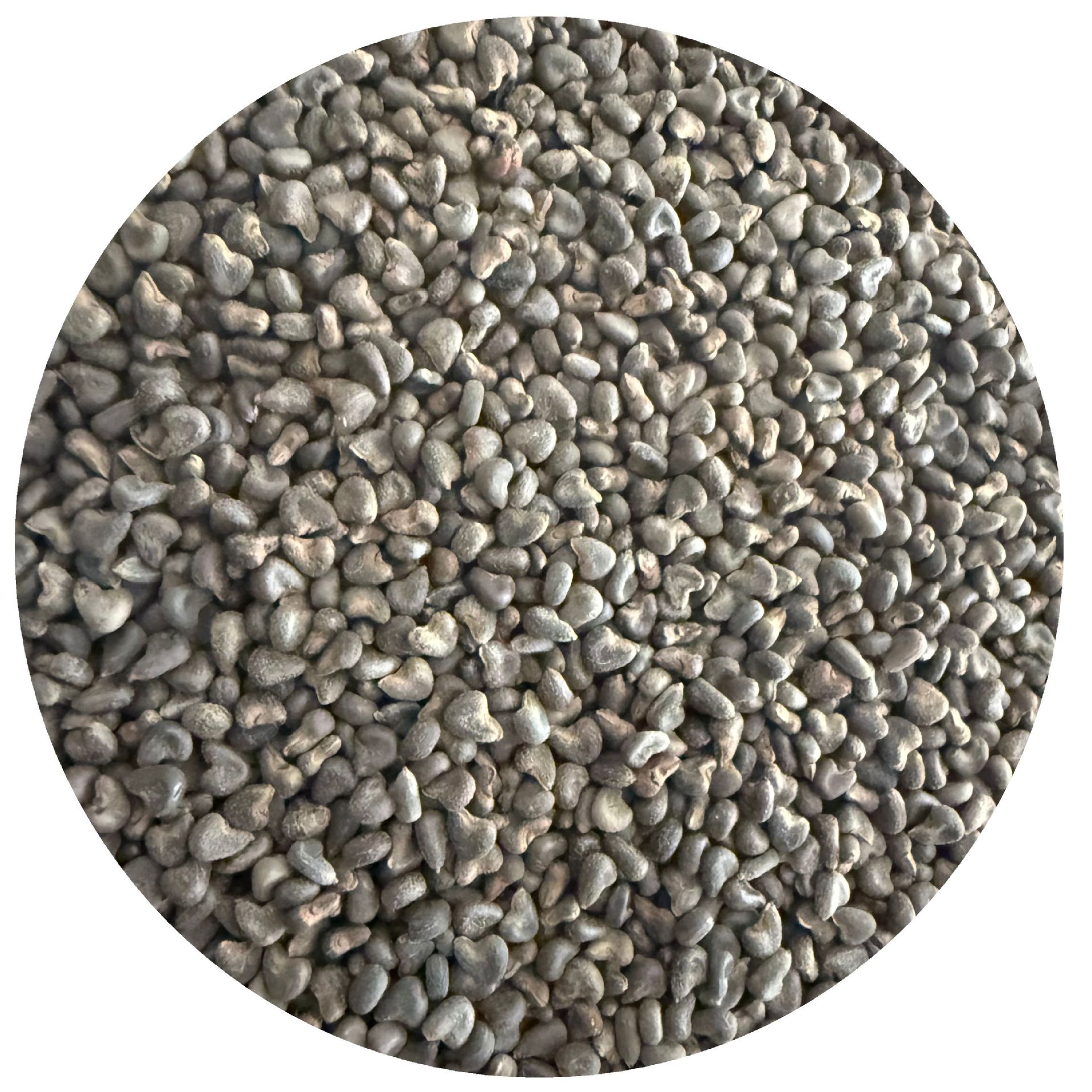 Winter Sunflower Seeds, Winter Sunflower Seedlings, Sunflower Seeds, Sunflower Seedlings, Real Product Photography, Large Quantity Discount