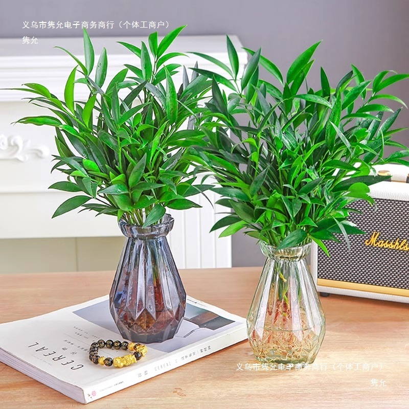 Mosquito Repellent Bamboo and Cypress Hydroponic Plants, Large Indoor Water-Grown Green Plants, Flower Pots, Office Desktop Mosquito Repellent Plants, Easy to Maintain
