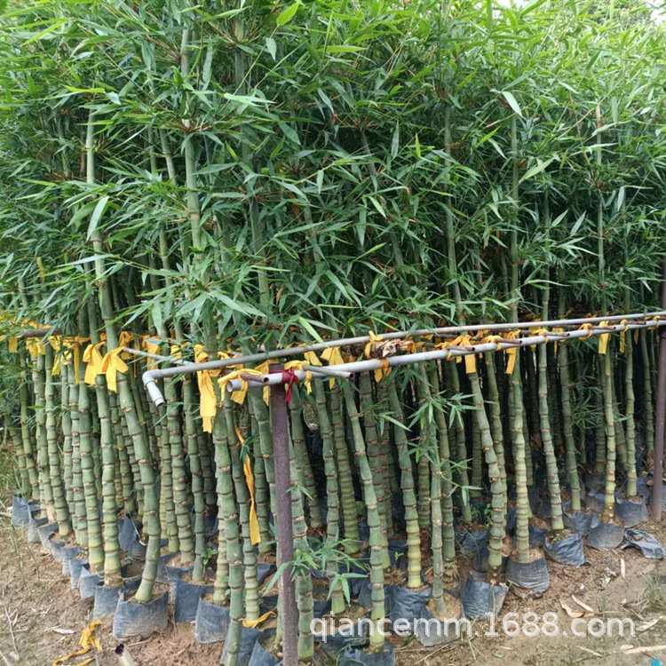 Buddha Belly Bamboo Potted Courtyard Outdoor Large Green Plant Florals Luohan Bamboo Potted Indoor Four-Season Ornamental Bamboo Plants