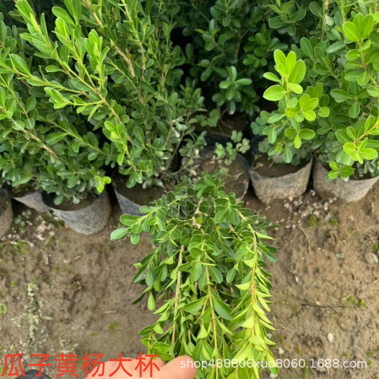 Small Leaf Boxwood Seedlings, Melon Seed Boxwood Seedlings, French Holly Seedlings, Golden-Edged Boxwood Courtyard Hedge Saplings, Large Leaf Boxwood