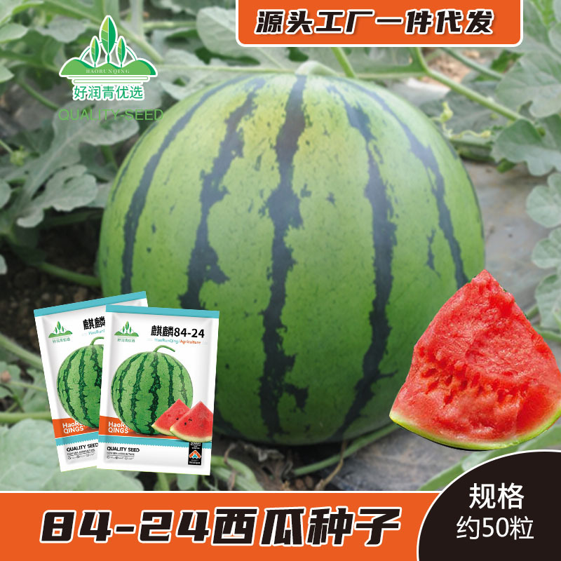 Семена арбуза Кирин 8424, раннеспелые, сладкие и хрустящие семена, арбуз Кирин Цзинсин, семена для ленивого человека