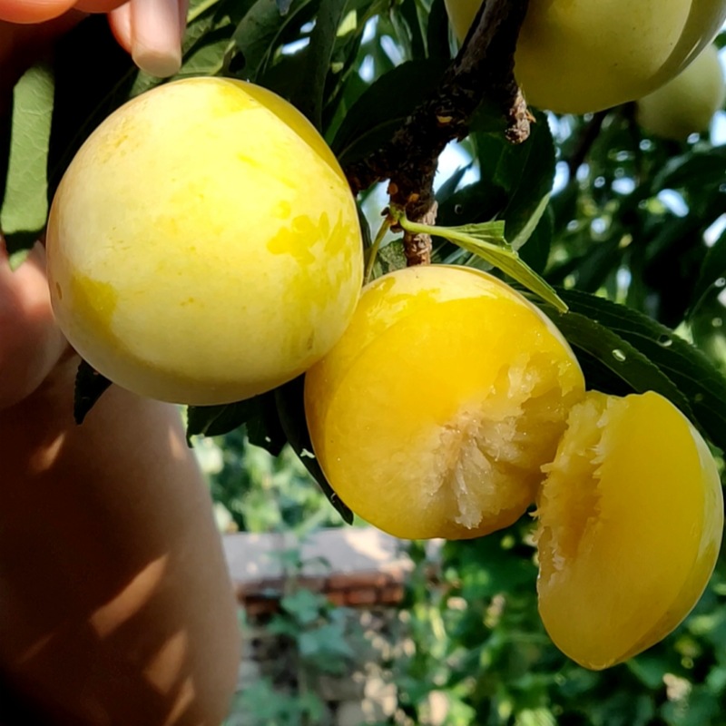 Dropshipping Banana and Plum Fruit Saplings for Planting in the North and South, Courtyard Balcony Extra-Large Fruit Potted Grafting Planting