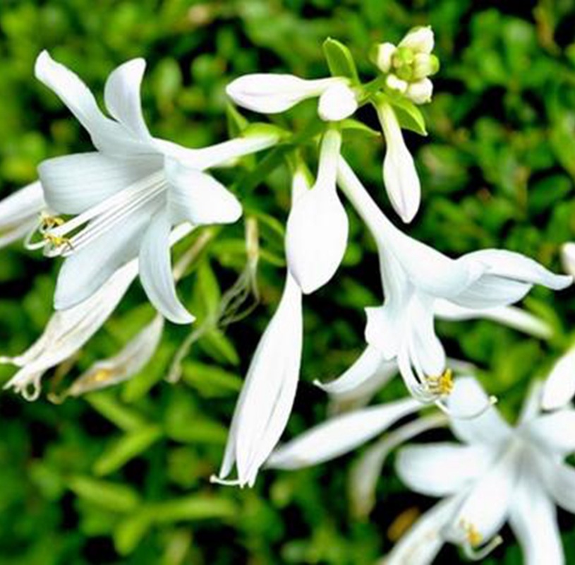 Hosta Flower Seedlings, Purple Flower Hosta Roots, White Flower Hosta, Municipal Greening Grass Flower, Hosta Flower Blooms in the Same Year and Is Easy to Survive