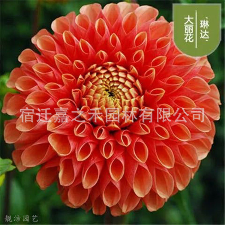 Dahlia Seed Bulbs, Sweet Potato Flower Seeds, Bulbs, Flower Garden Planting, Dahlia Seedlings with Florals, Double-Petaled Potted Plants