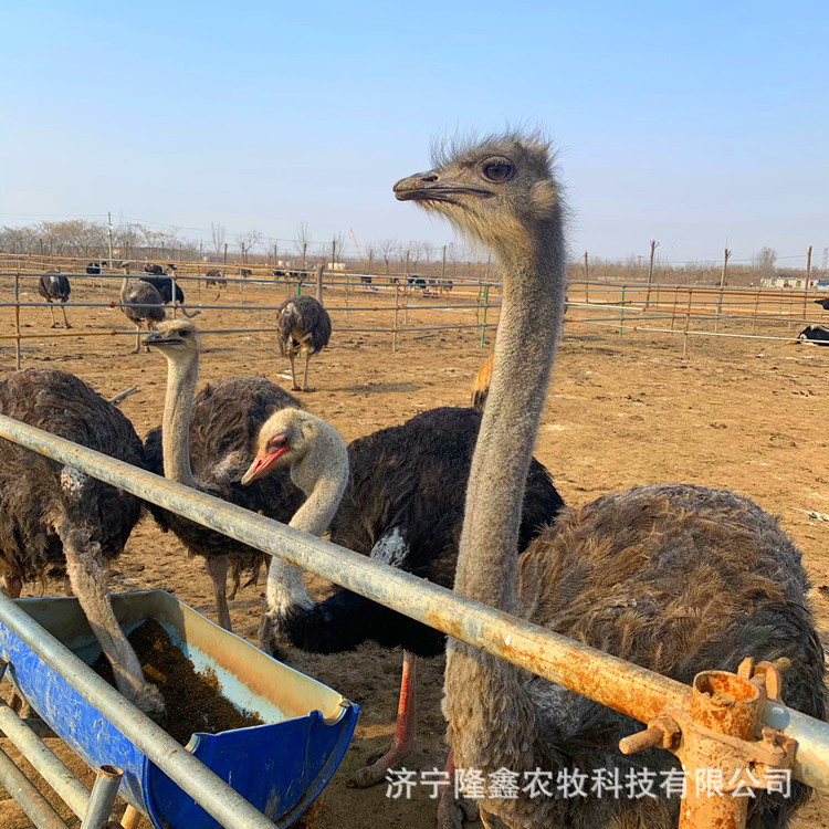 Ornamental Adult African Ostrich, Australian Emu, Ready Supply, Wholesale Ostrich Eggs, Ostrich Meat, Ostrich Farm