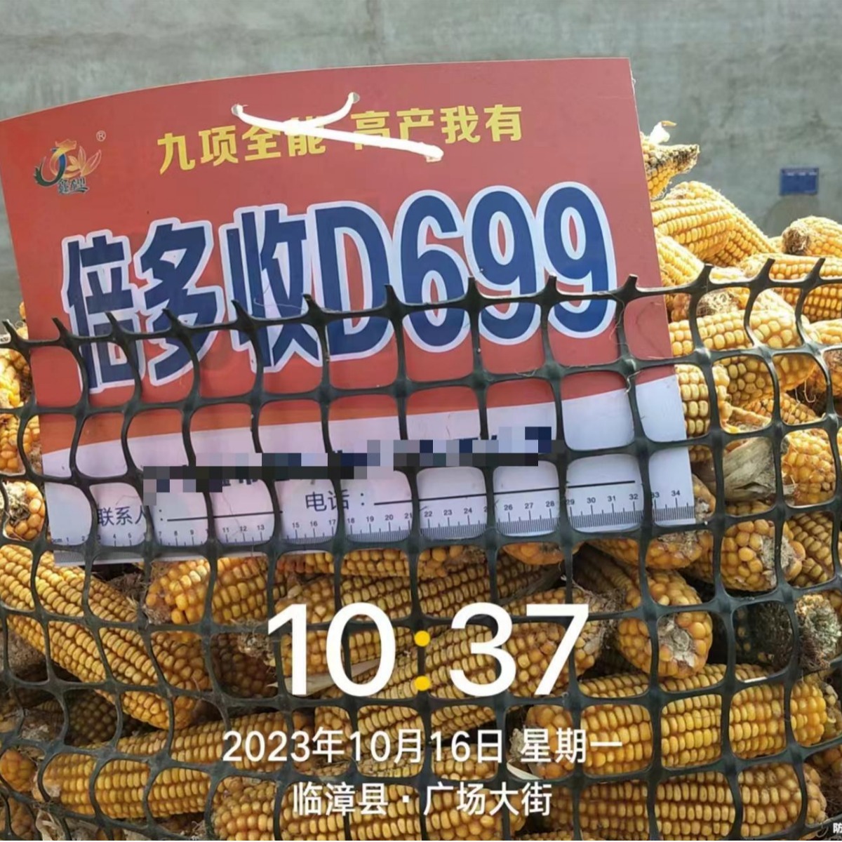 Hybrid Maize Seeds Approval in 2023 Red Axis Can Dew D699 Hybrid Maize Seeds