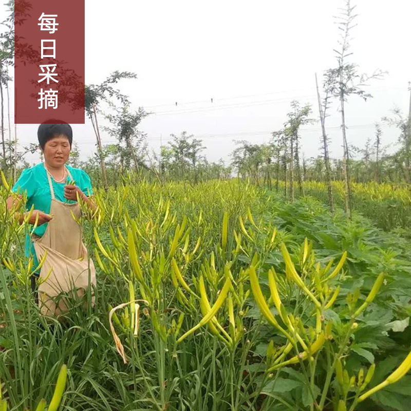 2025 New Daylily Dried Goods Daylily Wangyoucao Straight Daylily Origin Manufacturer Spot Wholesale