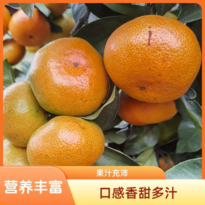 Свежесобранные мандарины из Юньнани, раннеспелые, свежие тонкокожие сладкие и кислые, безкосточковые мандарины для беременных