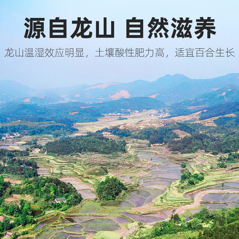 [Qilixiang] Longya dried lily herbal tea wholesale a Longshan dried lily 115g bottled factory direct supply