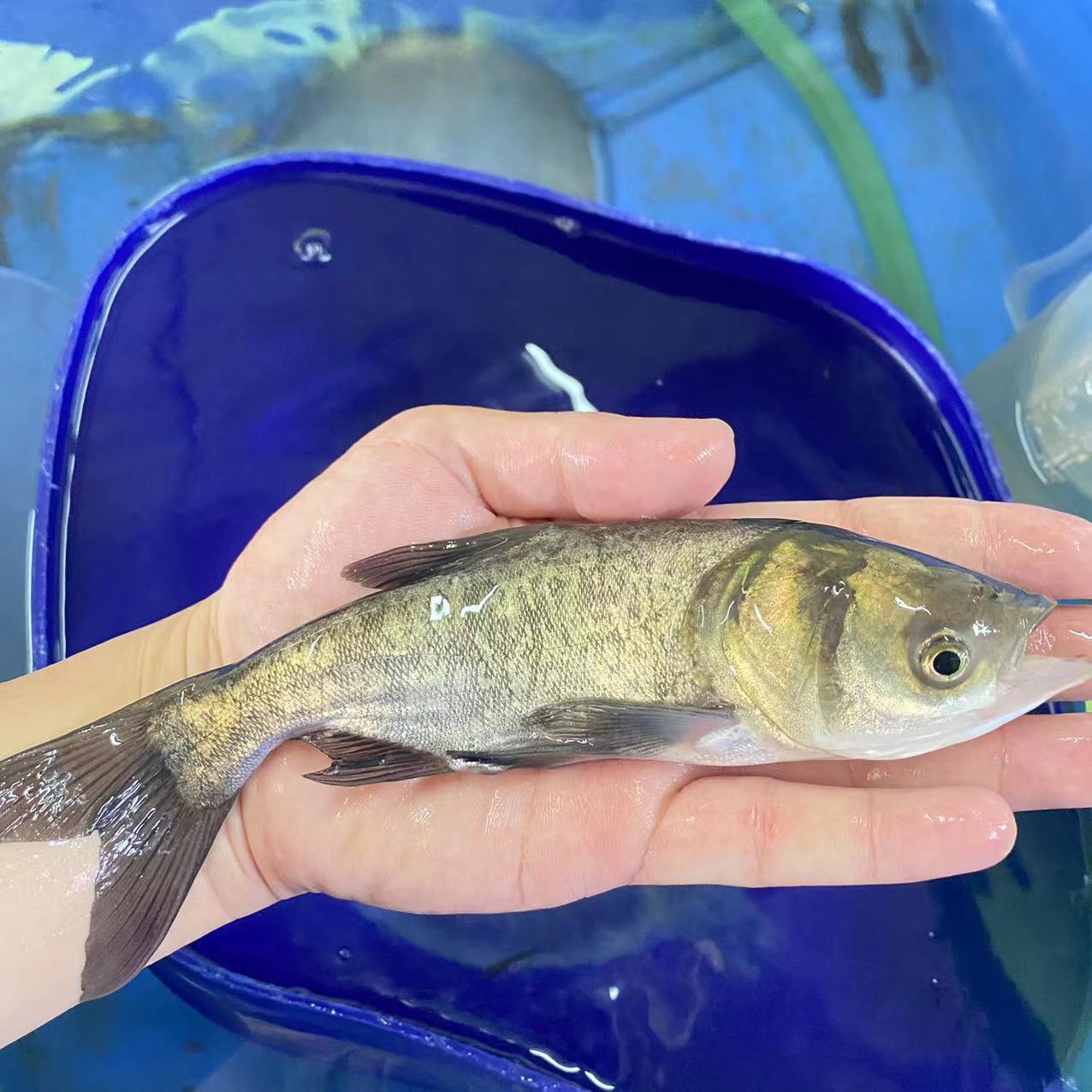 Silver Carp Fry, Big Head Fry, Extra Large Silver Carp and Bighead Carp, Extra Large Big Head Fry, Fat Head Fish, Freshwater Cultured Bighead Carp Fry for Consumption