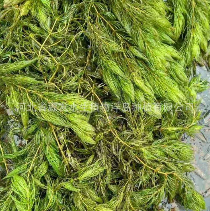 Submerged Plants: Bitter Grass, Black Algae, Stonewort, Foxtail, Lotus, Stonewort, Water Lily, Aquatic Plants