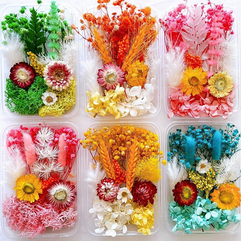 Floating Flower Dried Flower Immortal Flower Mother's Day 520 Gift DIY Fan Making Embossed Yunnan Dried Flower Wholesale
