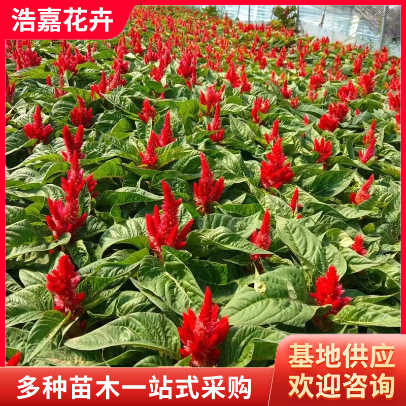 A Pen of Red Leaves, Potted Seedlings, National Day Rental Plants, Road Greening Seedlings, Cockscomb Flower Seedlings, a Pen