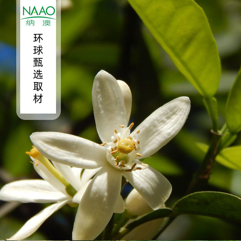 Bitter Orange Flower Hydrosol, Direct Supply from France, Aromatherapy and Skin Care, Fresh Flower Material Distilled into Essential Oil Hydrosol Liquid