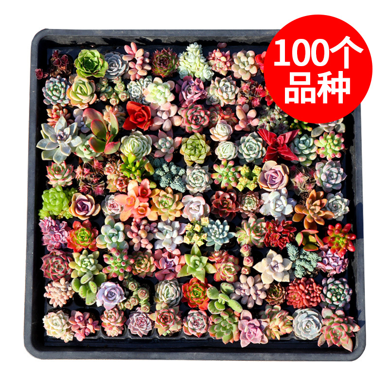 【Whole Box Can Be Mixed Batch】Wholesale Succulent Plants, Easy-To-Grow Varieties, Potted Succulents, Easy to Care for