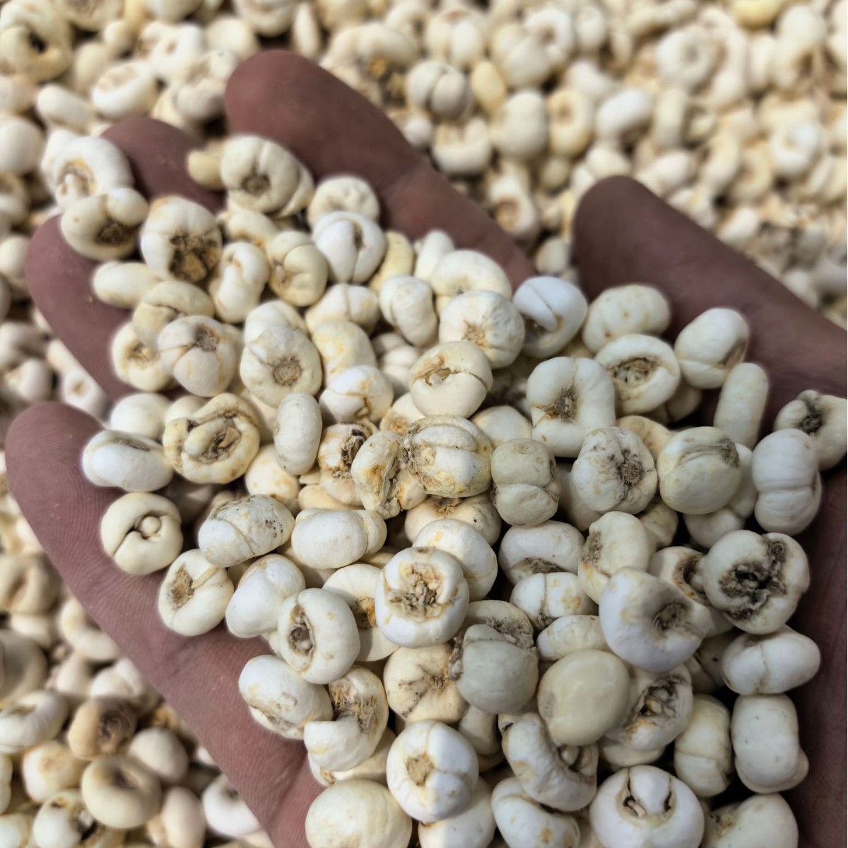 Flat Fritillaria Manufacturer Wholesale Zhejiang Fritillaria Slices Sichuan Fritillaria Washed and Planted Fritillaria Can Be Ground into Powder Chinese Herbal Medicine Stewed with Snow Pear