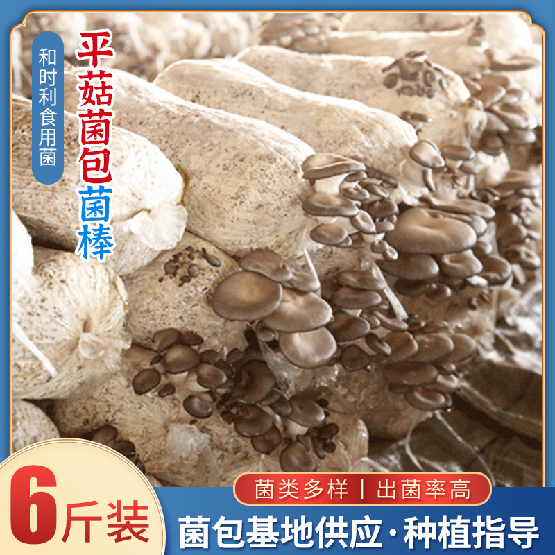 Выращивание грибов устрицы ранней осенью, домашнее выращивание пакетов с грибами устрицы, первоклассное грибное предпринимательство.