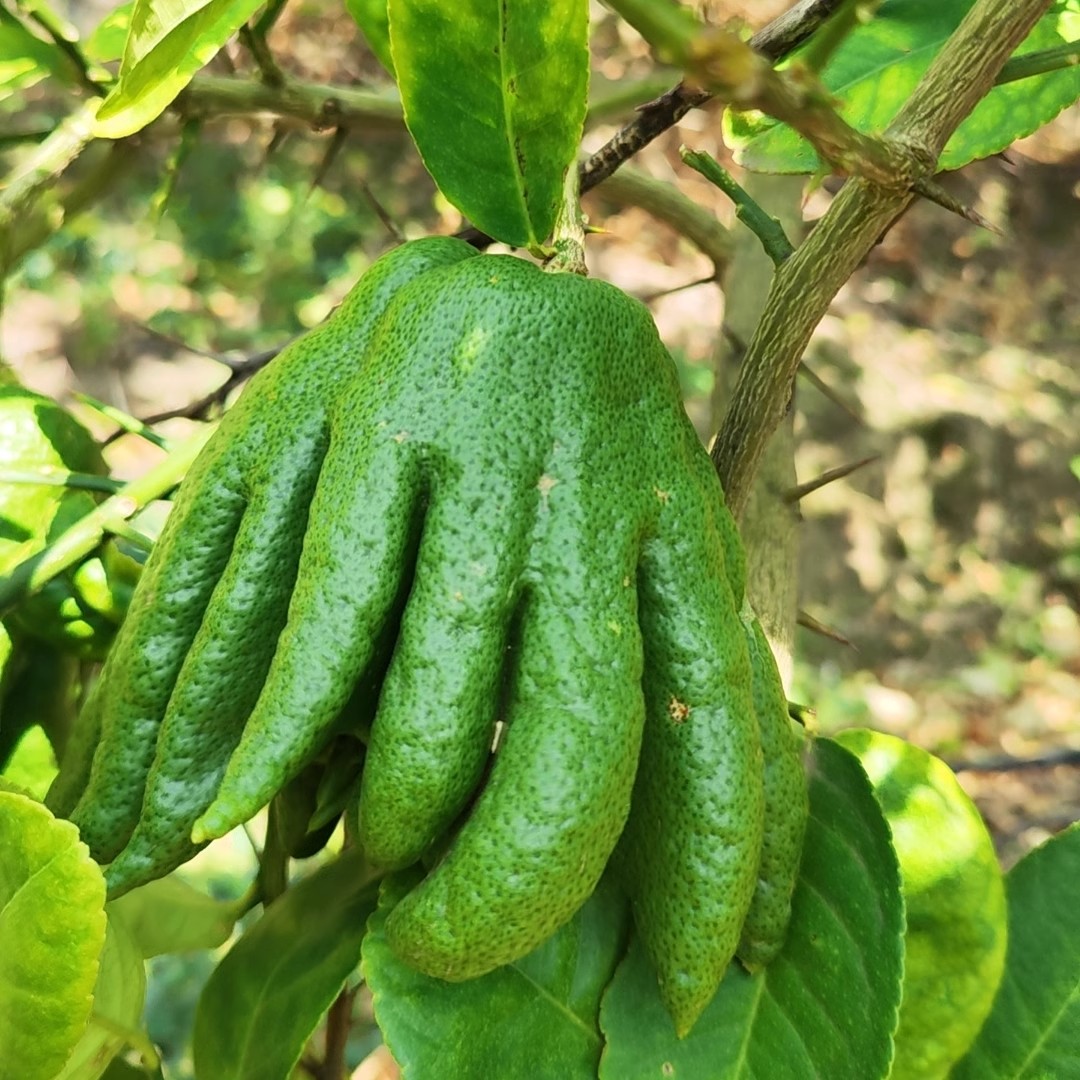 Yunnan Bergamot Tribute Fragrance Alpine Bergamot Extra Large Fruit Non-Jinhua Bergamot Fragrance with Branch Hydroponic Offering